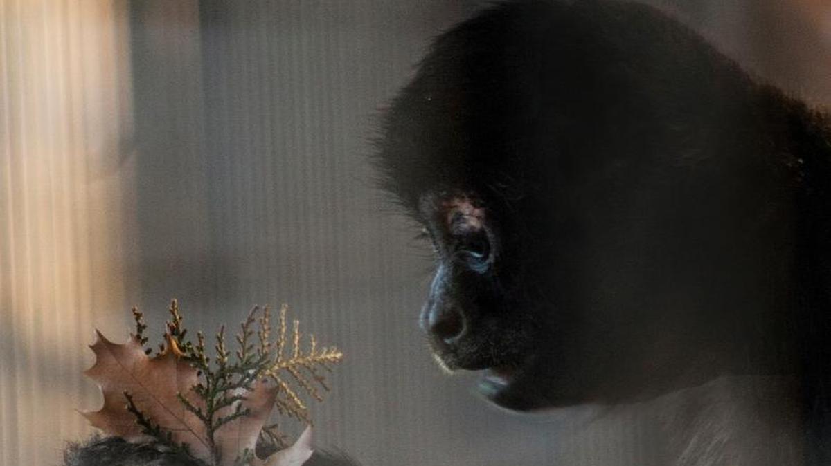 The Lee Richardson Zoo is mourning the passing of lifelong zoo resident Daisy, a red-bellied spider monkey, who passed away overnight.