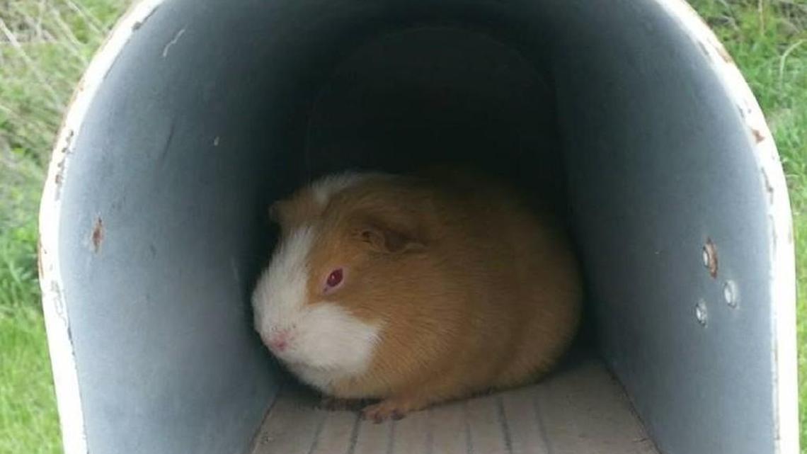 A guinea pig was found by a Lyon County resident in her mailbox on Wednesday.