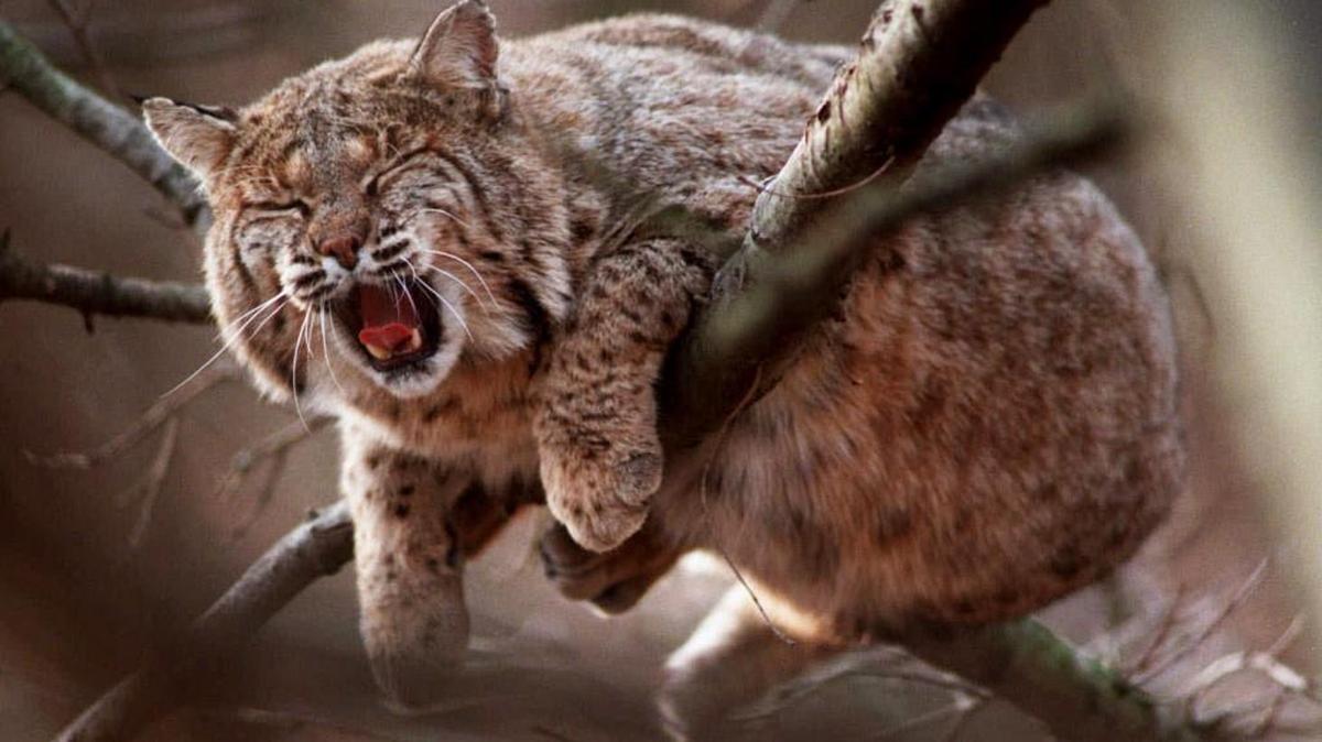 A bobcat, similar to this one, was responsible for a power outage near Lakin in southwest Kansas.