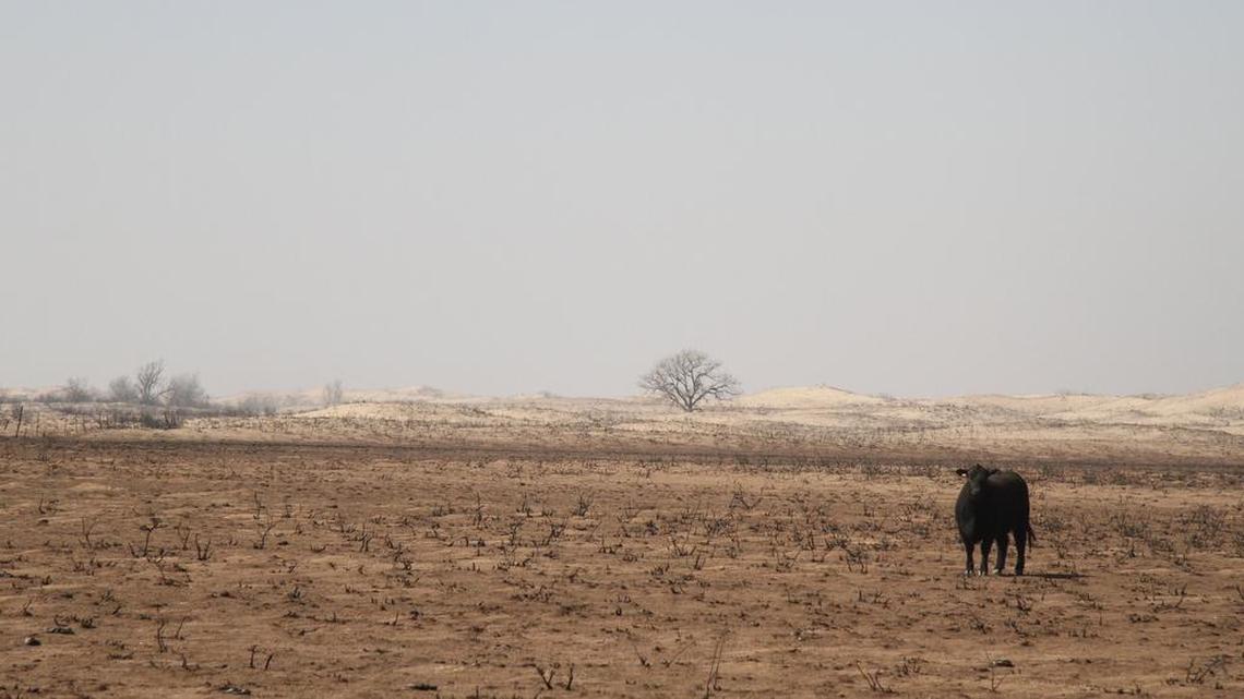 A lone cow wanders charred prairie in Clark County in early March. The animal probably wandered in from somewhere else. All of the cattle in that pasture had died from the fire.