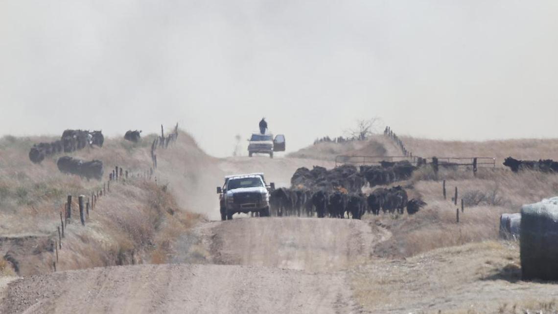 A farmer in Comanche County moves his cattle herd Tuesday as fire races towards their pasture. A fire just south of the Comanche/Kiowa county line was racing east, driven by winds of nearly 30 mph.