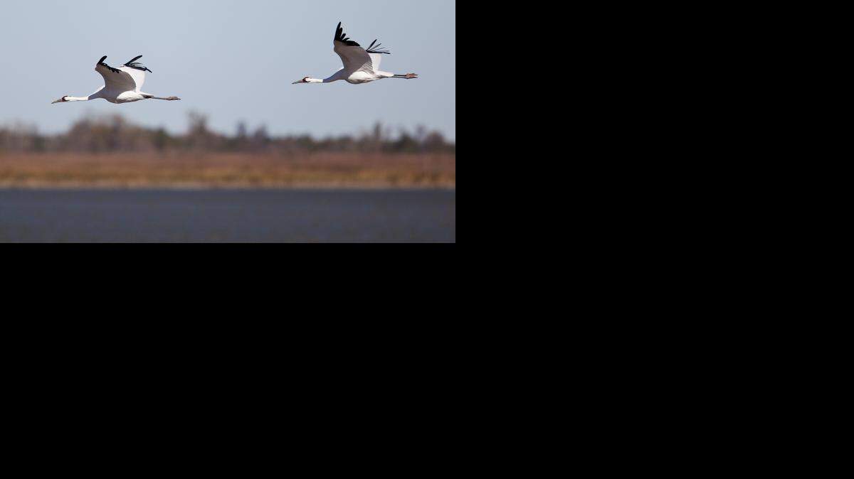 
FILE Two whooping cranes comes into rest at the Little Salt Marsh at Quivira National Wildlife Refuge in 2010. (Oct. 26, 2010)
