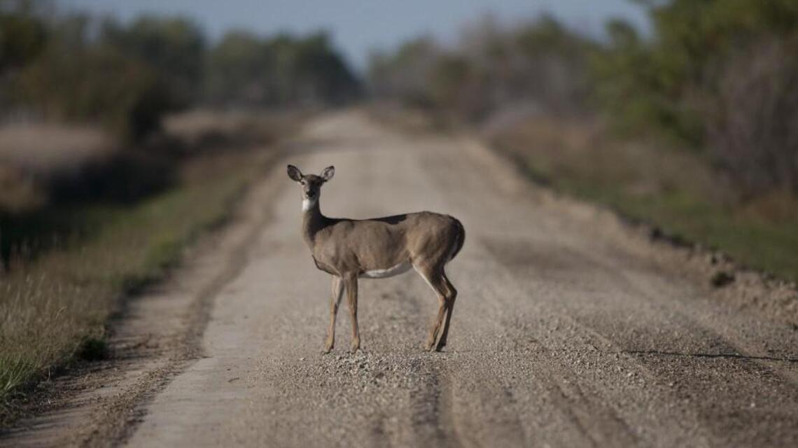 Accidents involving deer on the rise in Kansas