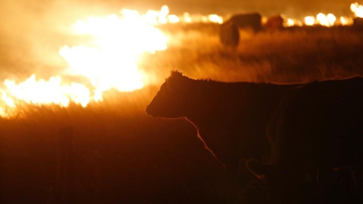 Cattle continue to graze right up to the flames of a range fire early Tuesday morning. Numerous cattle were killed by the fires. Wildfires swept by high winds threatened numerous towns across southern Kansas Monday night and Tuesday morning.