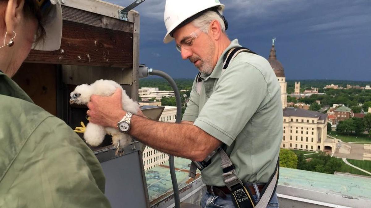 Westar Energy’s Brad Loveless removes one of three baby peregrine falcons Tuesday morning from a nest atop the Westar Energy building in Topeka. (May 24, 2016)