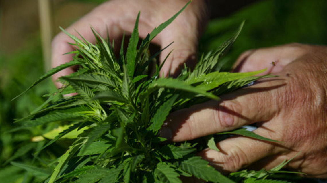 Kansas House endorses hemp sales. But would growers actually make money?