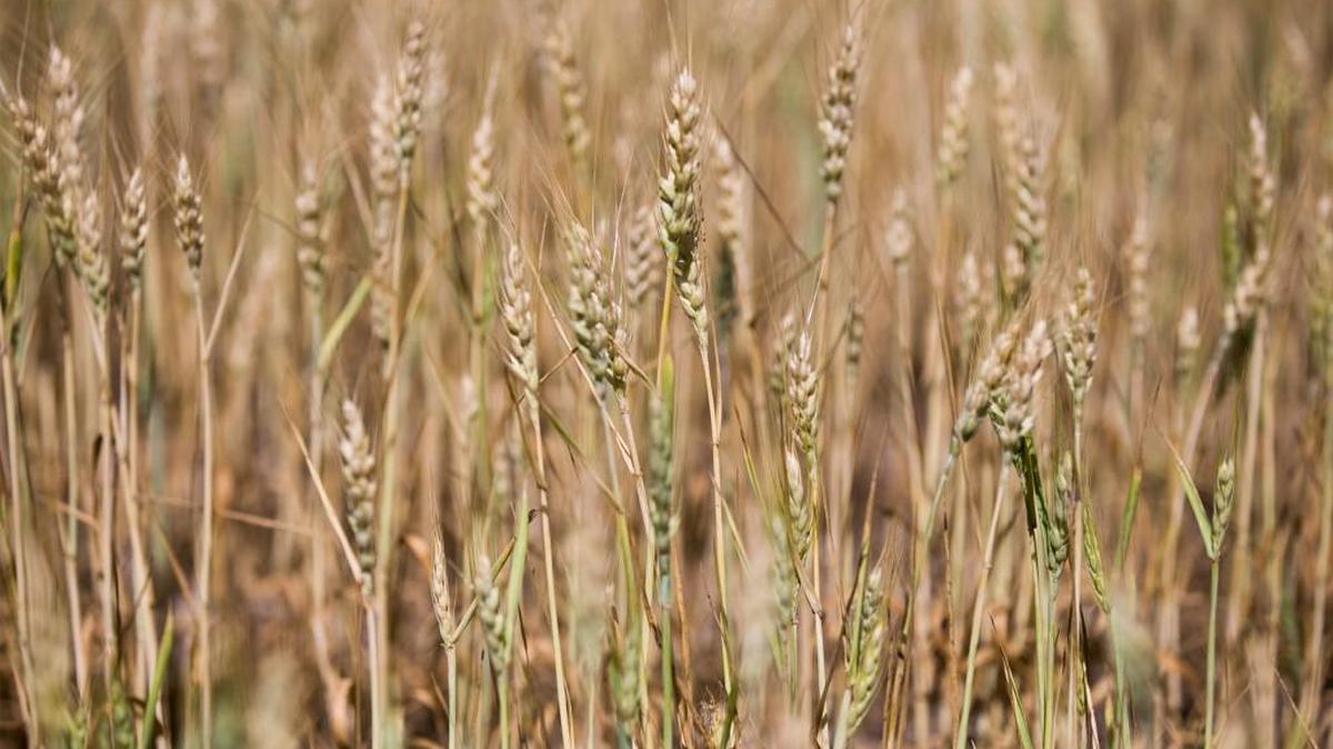 Game wardens are searching for the suspects who killed two antelope and left them to rot in a Morton County wheat field.