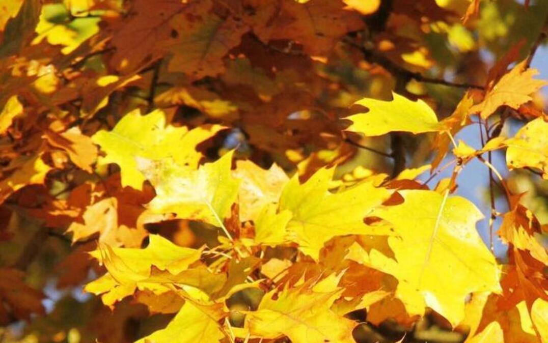 The first freeze of the season this weekend should help kill off most of the oak mites that have been making many Wichitans miserable.