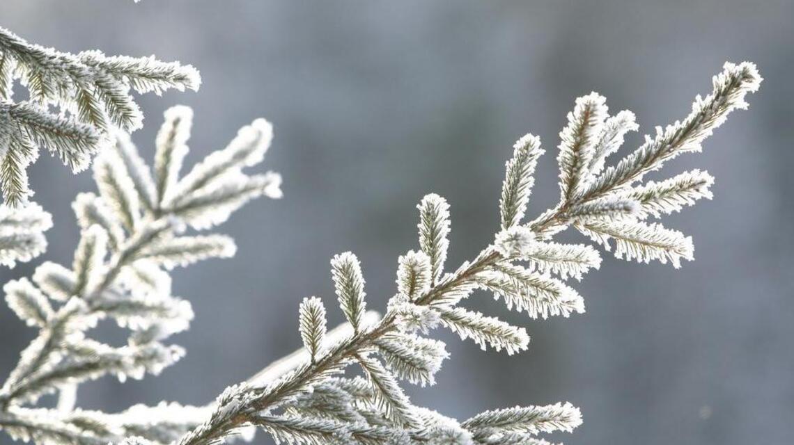 Will tonight’s frigid temperatures mark Wichita’s first hard freeze? What forecasters say