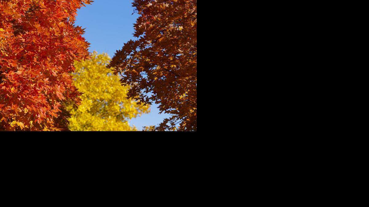 
A palette of various autumn colors on Wichita trees in Riverside in 2013. 
