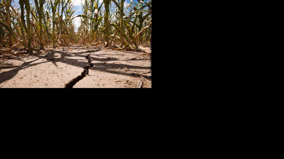 
FILE -- A field of corn withers under triple-degree heat north of Wichita, during the most recent drought. (July 2012)
