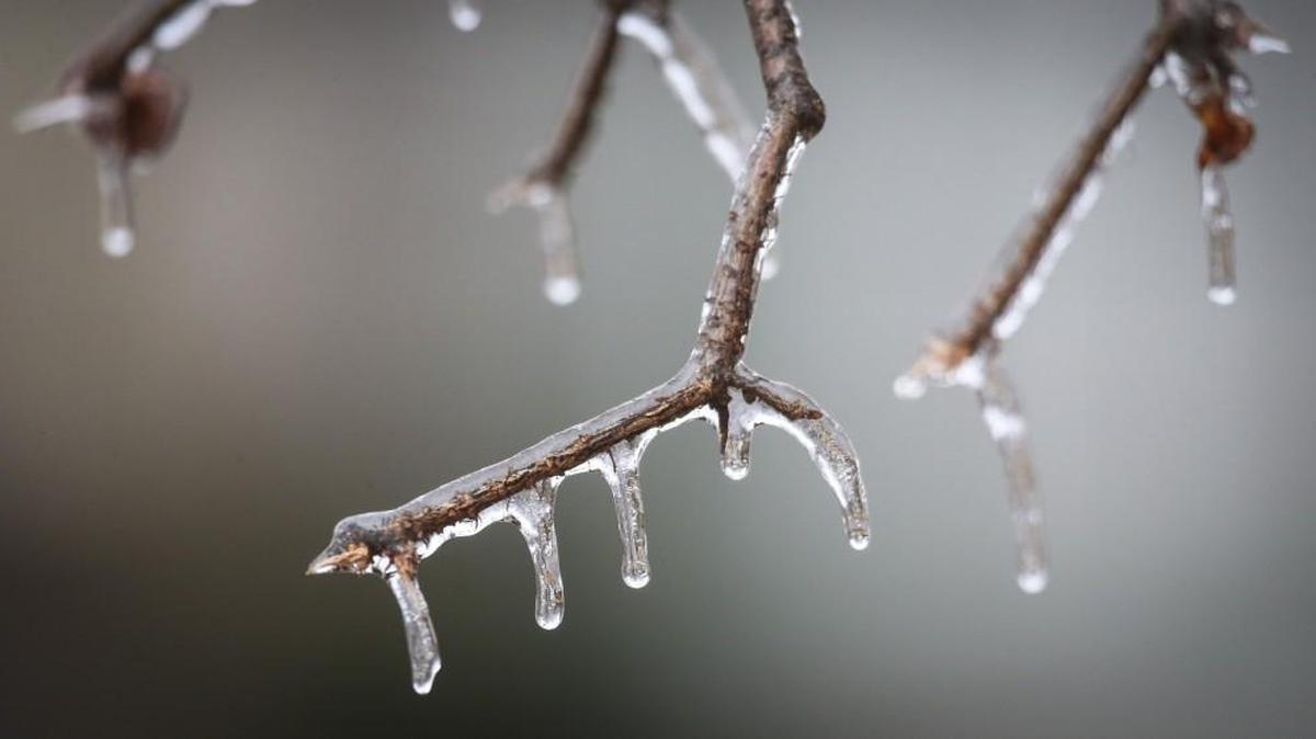 Trees across south-central Kansas were coated with ice on Sunday morning. The Wichita area saw a slight accumulation of ice overnight, but not enough to knock out power or cause much damage.
