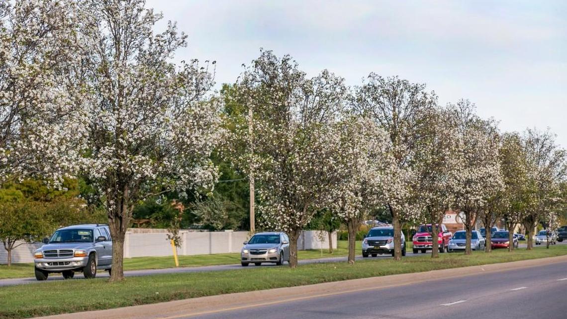 Bradford pear trees bloom along 21st Street near the Sedgwick County Park in this 2017 file photo.
