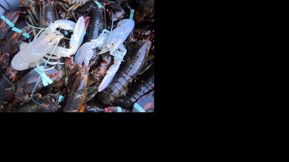 
In this photo provided by Owls Head Lobster Company, two albino lobsters sit in a crate with other lobsters at Owls Head Lobster Company in Owls Head, Maine, Friday, Sept. 5, 2014. The Portland Press Herald reports Bret Philbrick caught the curious crustacean off of Owls Head on Thursday and Joe Bates caught one off the Rockland breakwater days earlier. Albino lobsters are believed to be about one in 100 million. 
