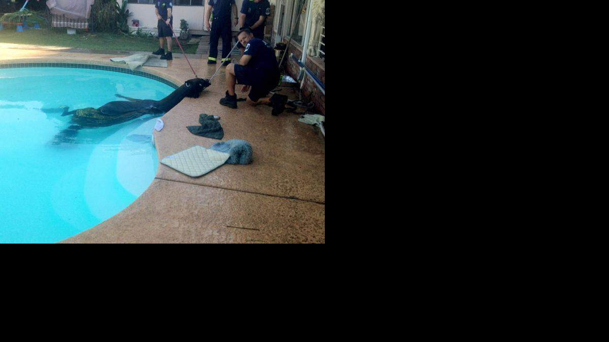 
This photo provided by the Mesa Fire Department shows firefighters rescuing a Mesa family's horse from their swimming pool on Saturday, Oct. 25, 2014. Firefighters say the horse was wandering outside its pen and fell into the pool and became stuck. Mesa Fire Capt. Forrest Smith says firefighters, with the assistance of a veterinarian, tranquilized the horse before pulling it out using several straps. Smith says the horse was not injured. 
