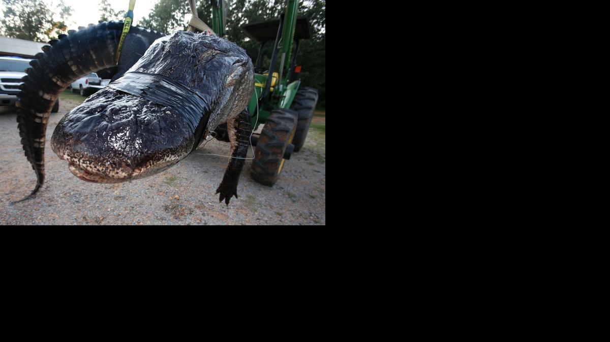 
In this Saturday, Aug 16, 2014 photo, a large alligator weighing 1011.5 pounds measuring 15-feet long is pictured in Thomaston, Ala. The alligator was caught in the Alabama River near Camden, Ala., by Mandy Stokes and family, according to AL.COM. 
