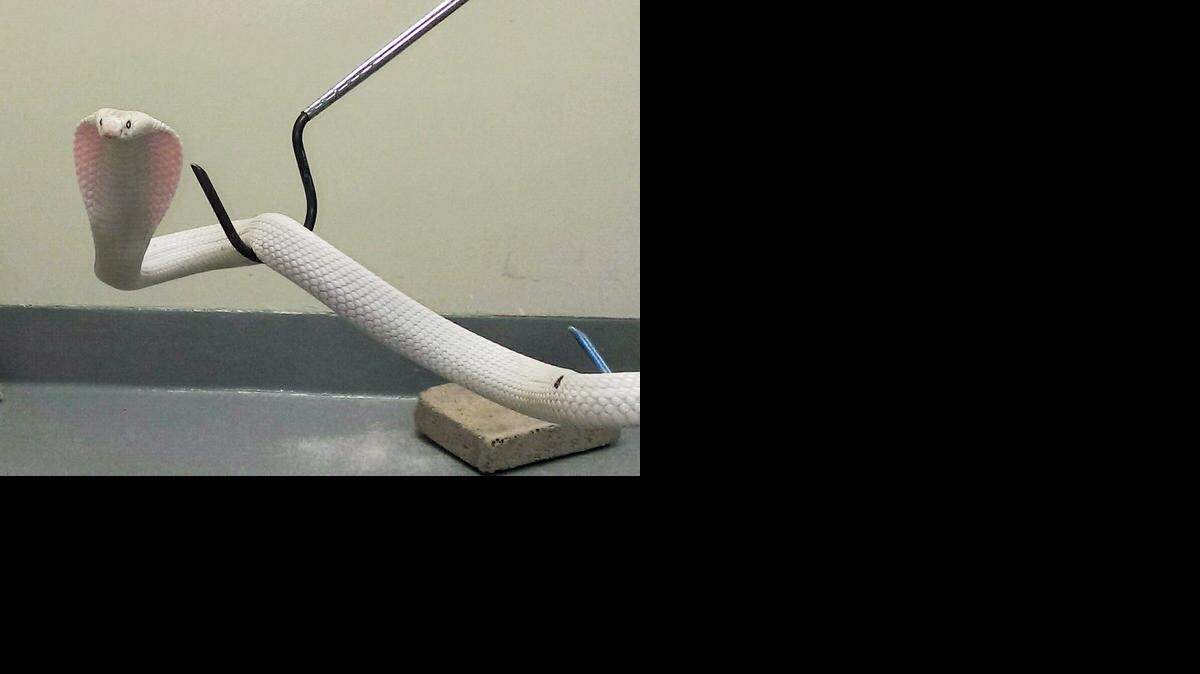 
This photo provided by the Los Angeles Zoo Friday, Sept. 5, 2014, shows the monocled cobra that has been in quarantine since Thursday afternoon after being caught by Los Angeles County Animal Control officers in Thousand Oaks, Calif. An expert says the cobra had intact venom glands and could have given a deadly bite. It's going to be transferred to the San Diego Zoo. Authorities had called the white snake an albino but the LA Zoo's reptile and amphibian curator, Ian Recchio, says it's got a lack of pigment condition called leucism (LOO'-sih-zihm). 
