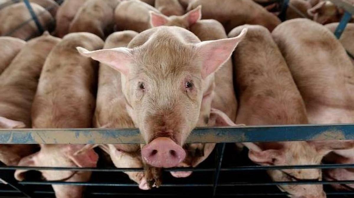 Among many state staffing shortages are livestock waste management environmental engineers.