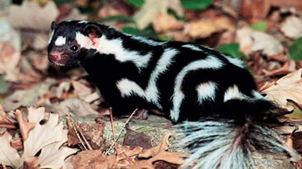 
The proper forum for petitioning to have a threatened species delisted is not the Legislature. 
