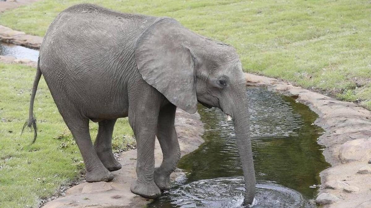 Why would the Sedgwick County Commission mess with the success of the zoo?