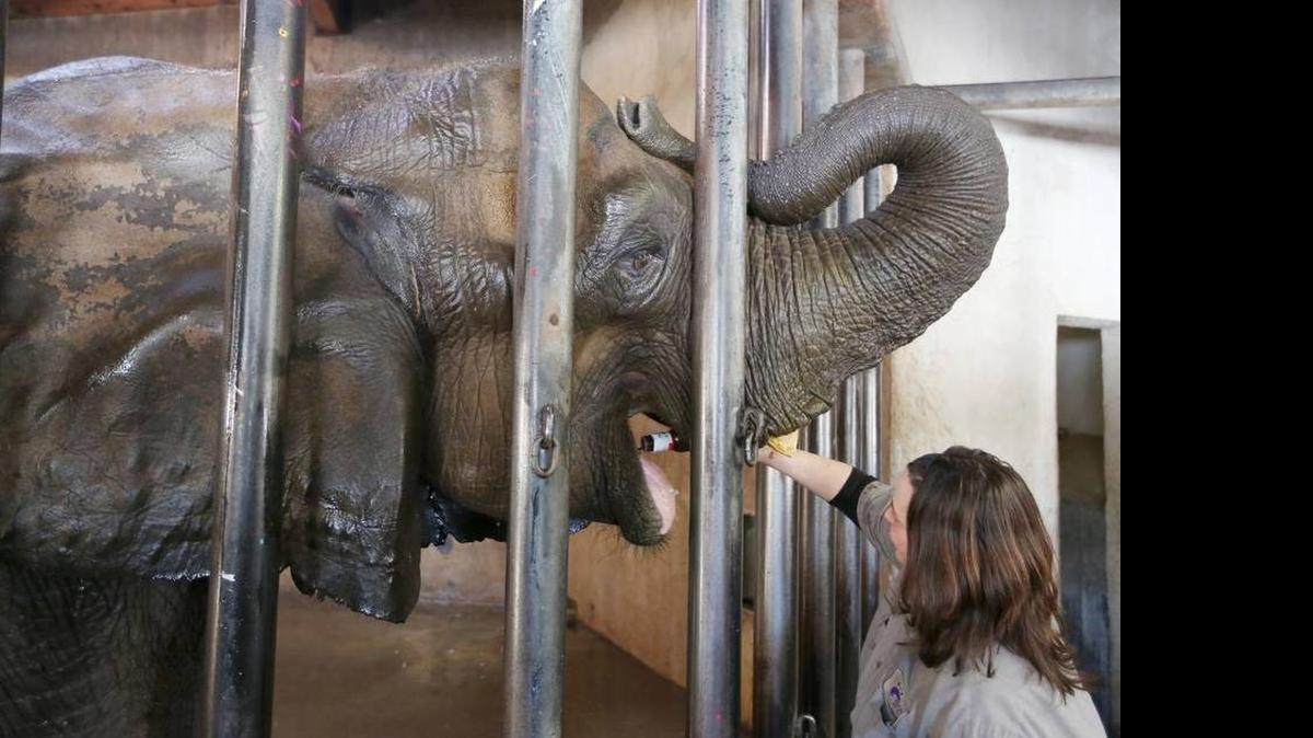 
The Sedgwick County Commission may break its funding commitment to the Sedgwick County Zoo.
