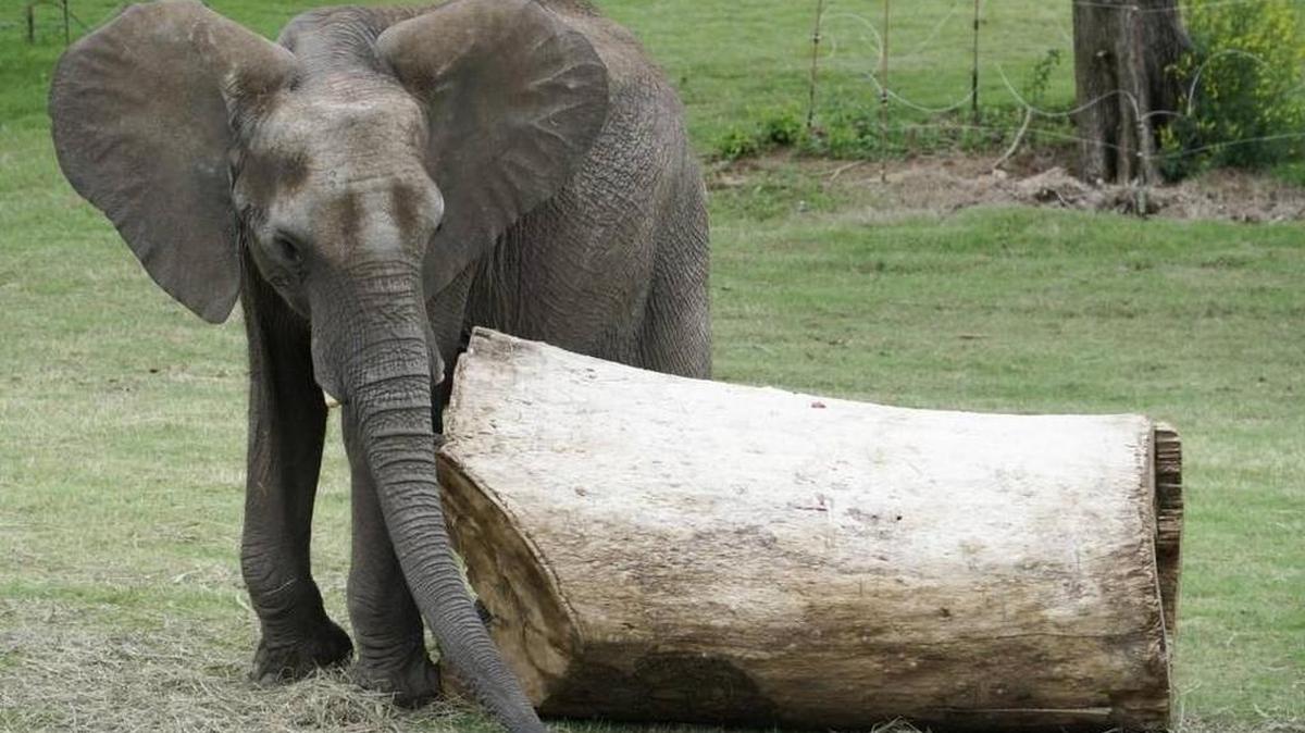 The Sedgwick County Commission should back off of the misguided attempt to exert more control over the zoo.
