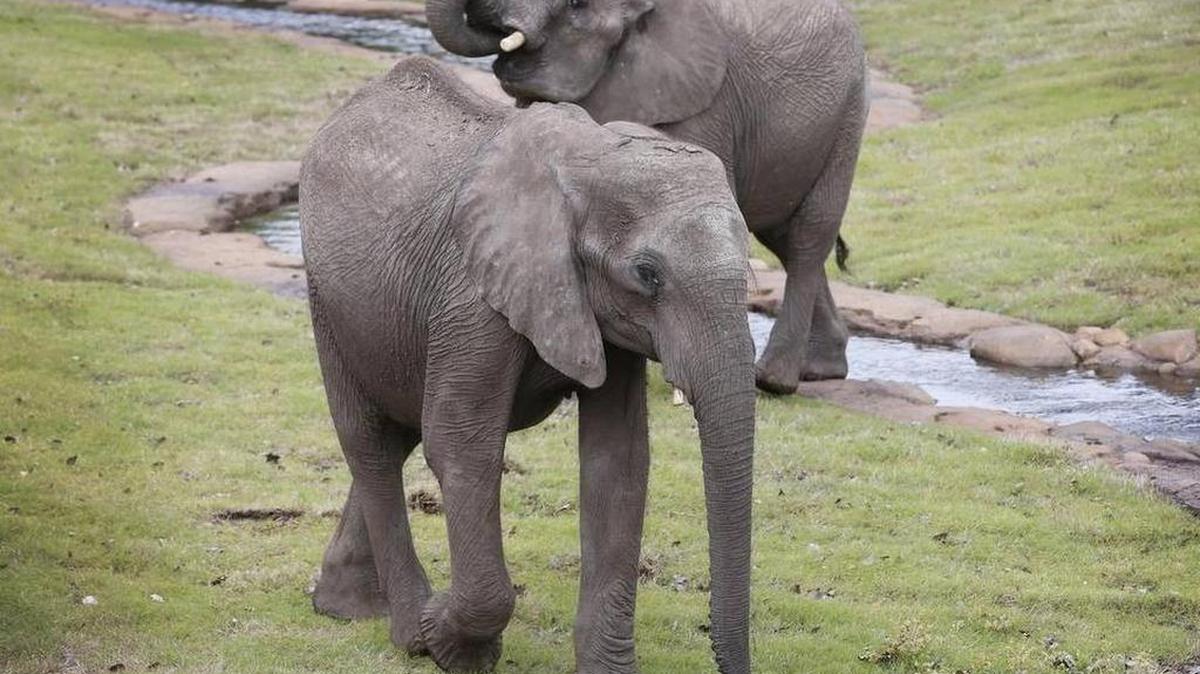 The wait officially ends with Friday’s 10 a.m. grand opening of the Reed Family Elephants of the Zambezi River Valley exhibit.
