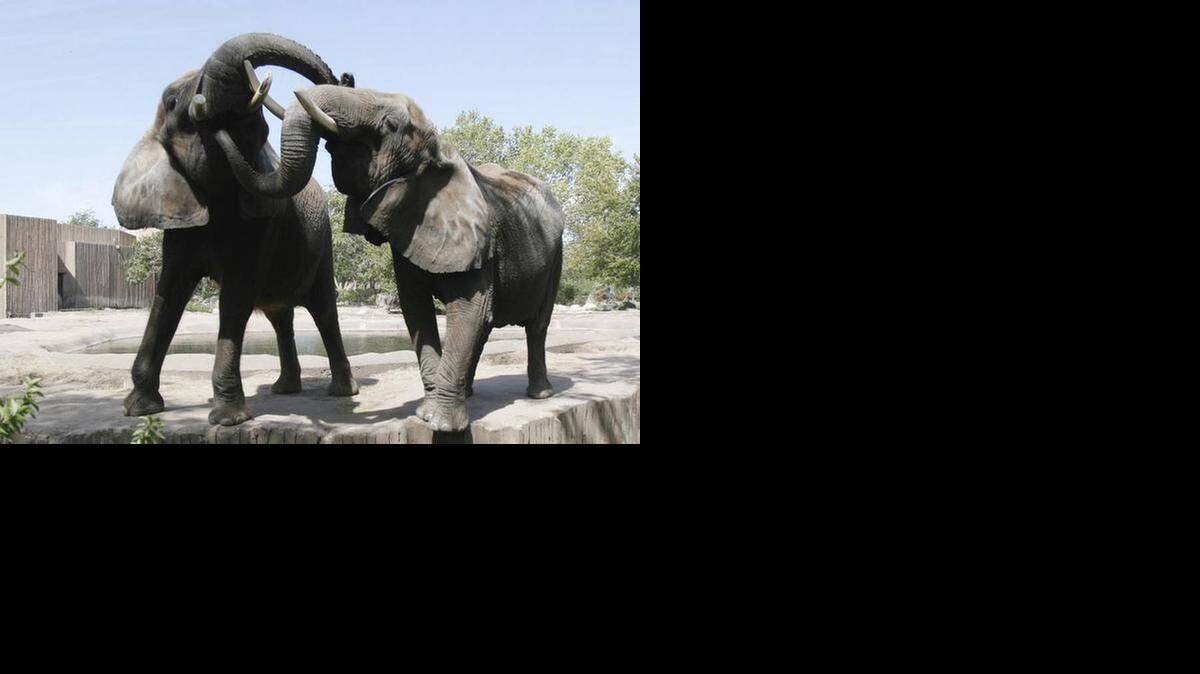 
Ensure the Sedgwick County Zoo can keep its elephants and maintain its crucial accreditation.

