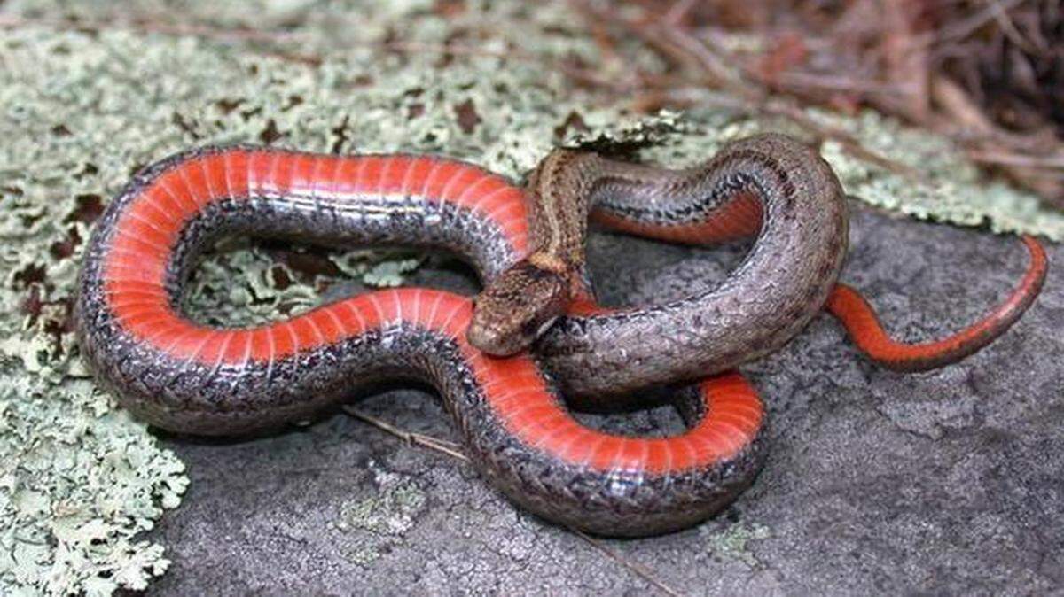 
Taking the redbelly snake off the state’s threatened list would set a bad precedent.
