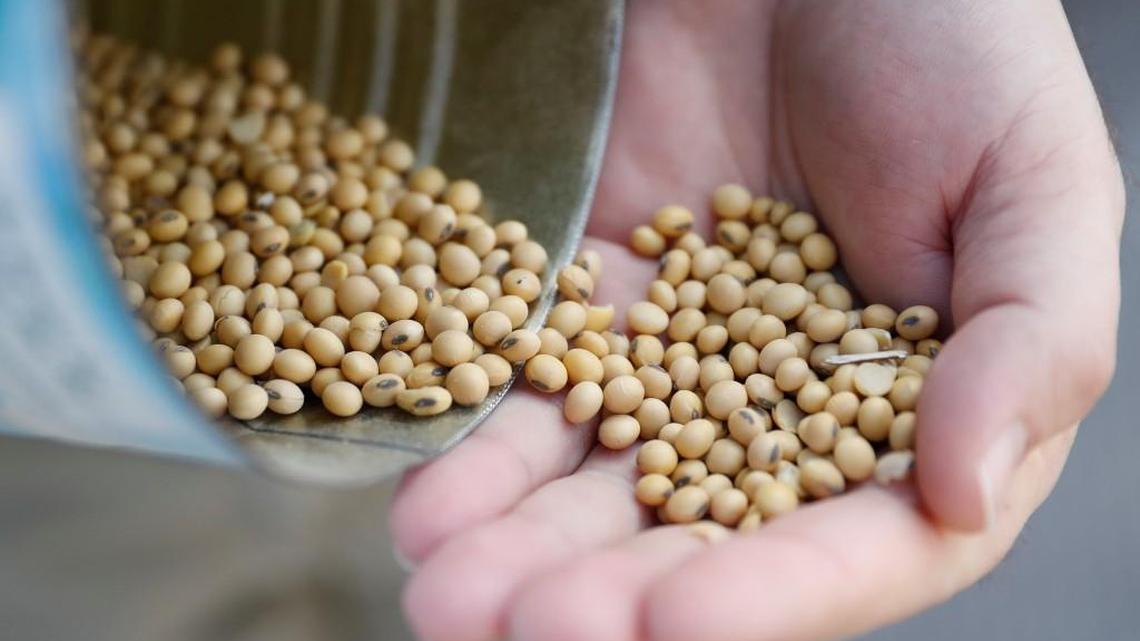 FILE - In this April 5, 2018 file photo, a grain salesman shows locally grown soybeans in Ohio. Trumpâs tariffs have drawn retaliation from around the world. China is taxing American soybeans, among other things; the European Union has hit Harley-Davidson motorcycles and Kentucky bourbon; Canada has imposed tariffs on a range of products _ from U.S. steel to dishwasher detergent. (AP Photo/John Minchillo, File)