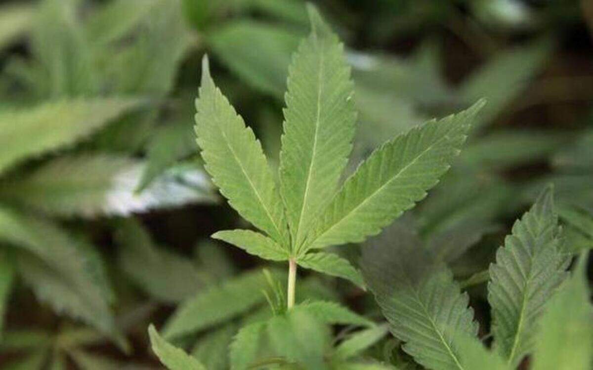 
The proposed marijuana ordinance, if approved, will be unenforceable at best and lawsuit bait at worst.
