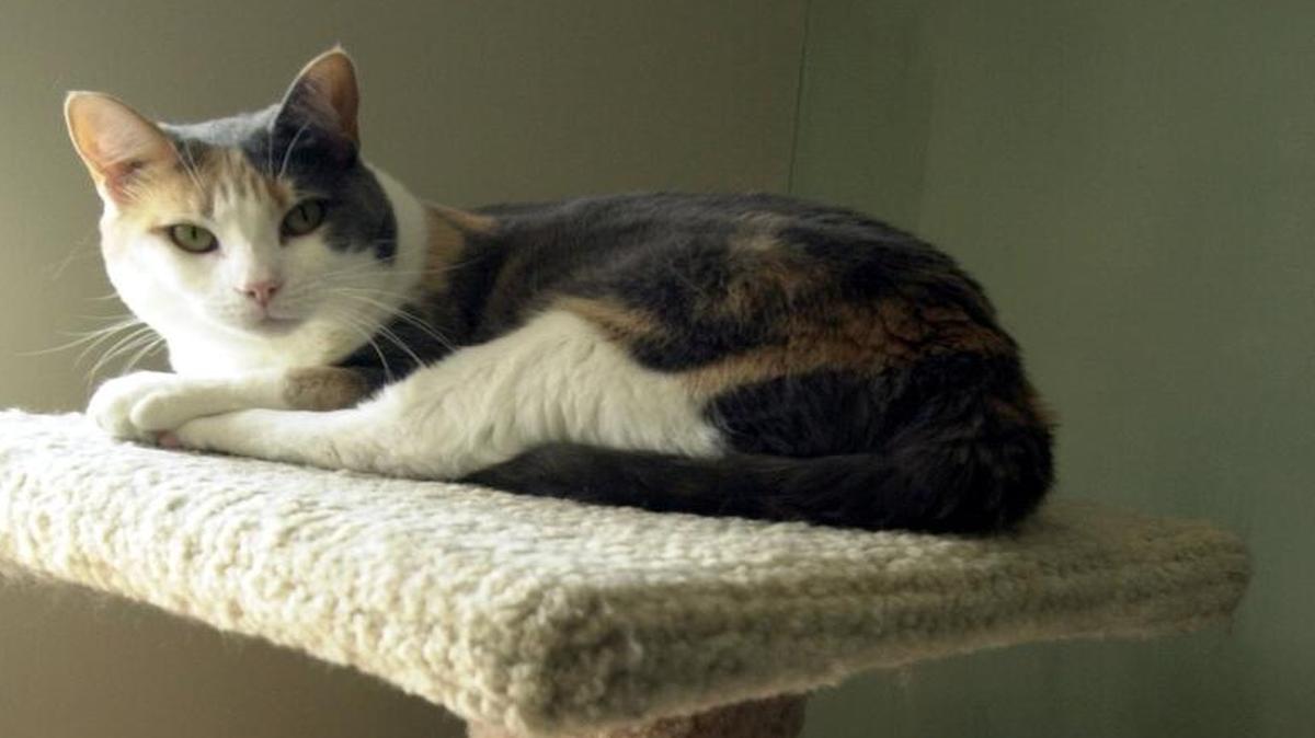Could feral cats be the answer to rat problems?