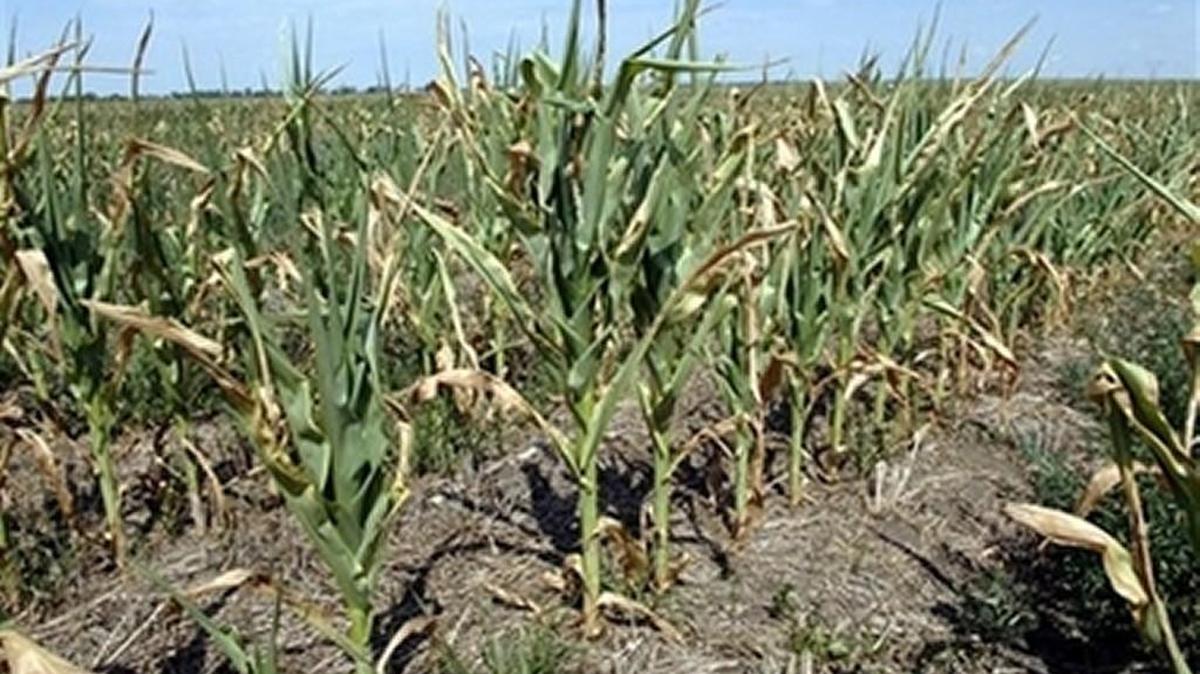 
Cargill’s executive director said agriculture should prepare “for a different climate than we have today.”

