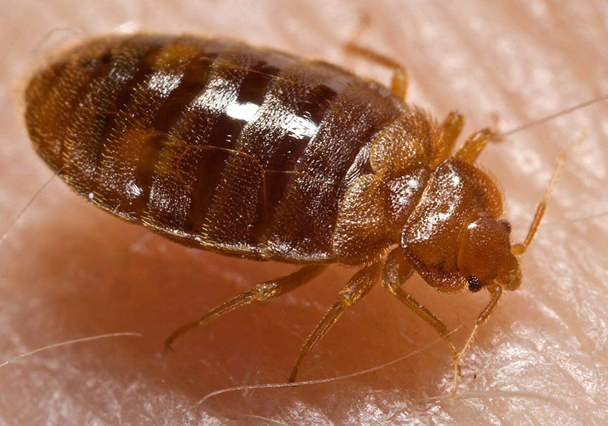 FILE: Bed bug nymph.