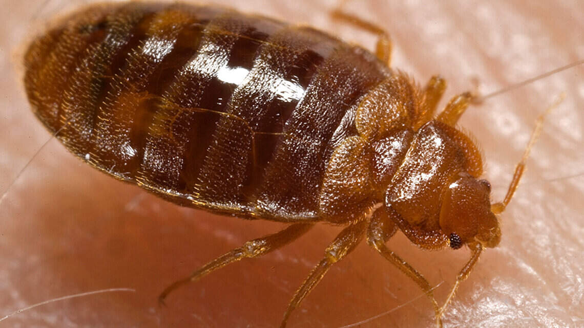 Can bed bugs survive a cold Kentucky winter? Here’s what one expert says about activity