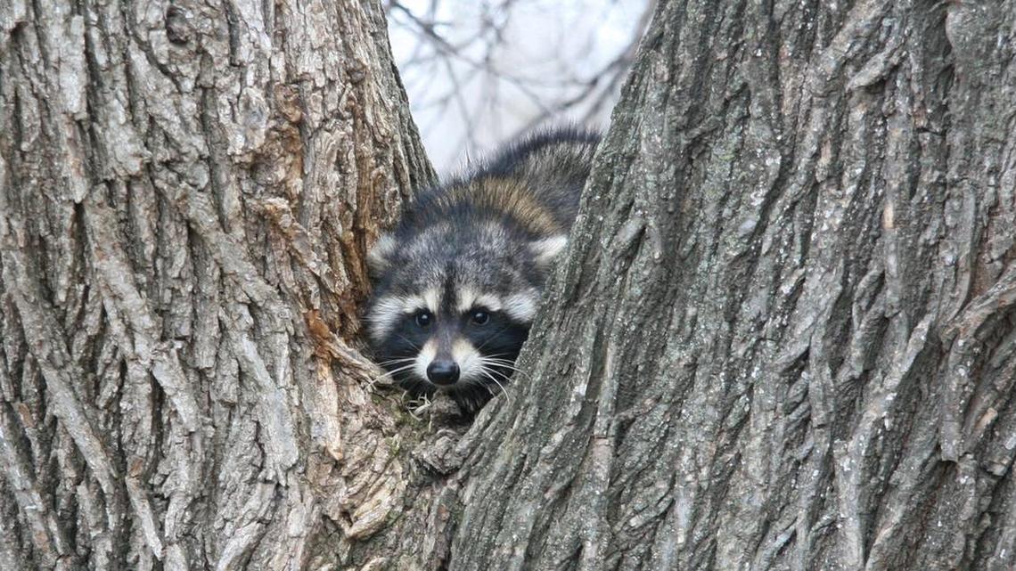 A Colorado Springs man tried to shoot a raccoon on a telephone pole with a revolver handgun — but he shot himself in the leg by accident.
