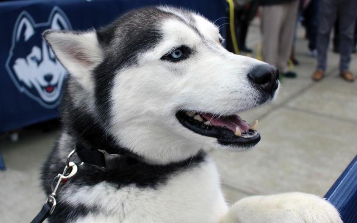 Jonathan, the Husky, is the official live mascot of the UConn Huskies.