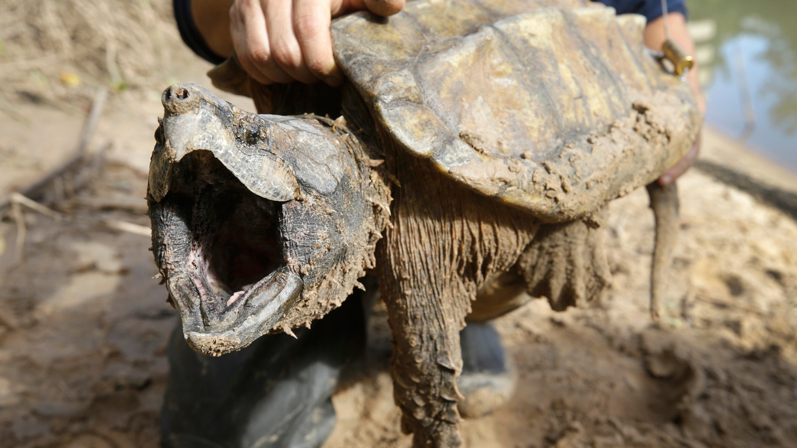 Alligator snapping turtle, nearly extinct in Kansas, could be listed as threatened species
