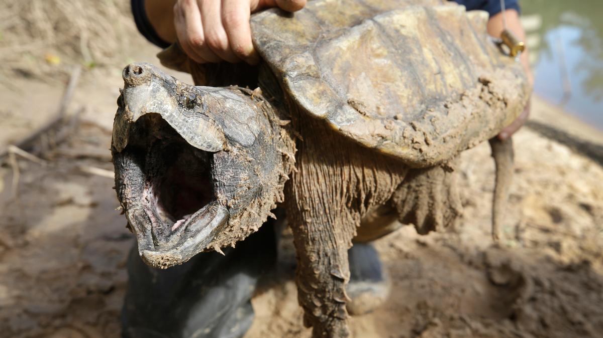 Alligator snapping turtles have powerful jaws that come to a point and tough spiny shells. Adult males can weigh nearly 250 pounds, making them the largest freshwater turtle in North America. 