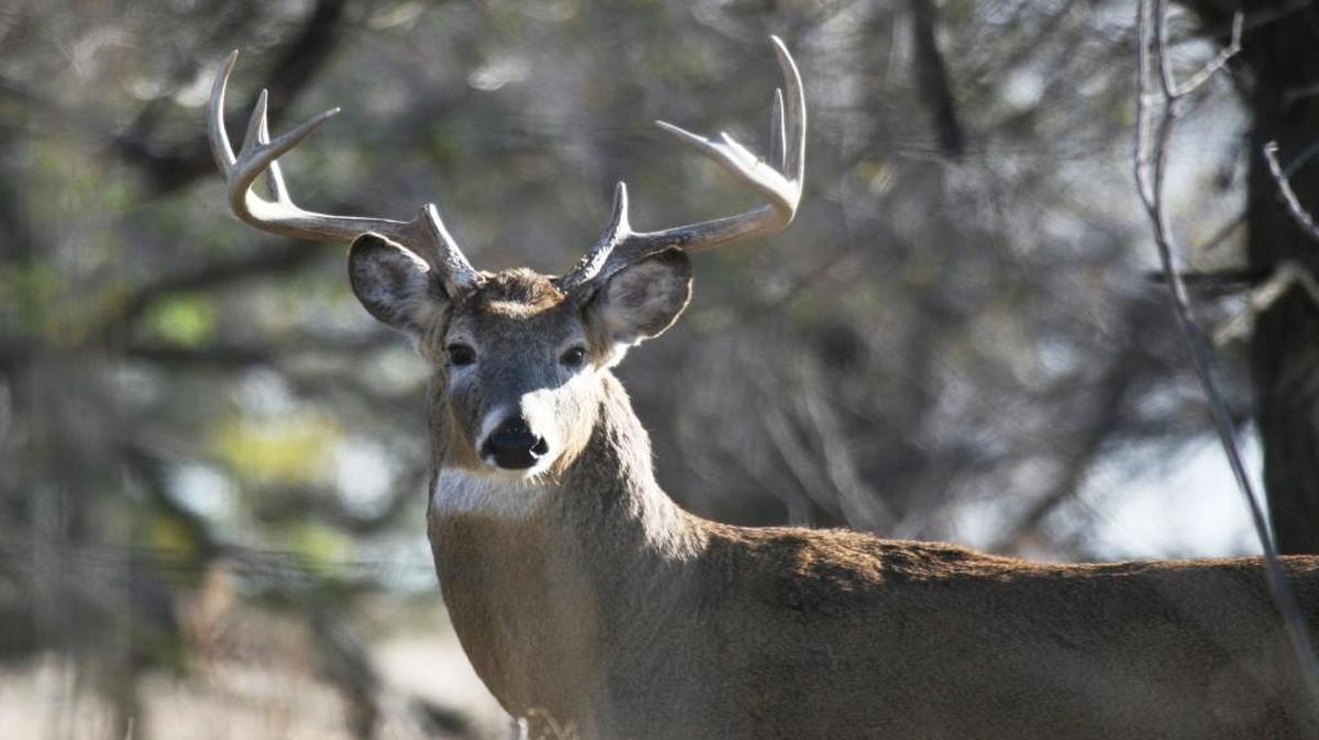 "Last fall a healthy-looking buck that spent a lot of time on the Quivira National Wildlife Refuge tested positive for chronic wasting disease, proving the disease that's always fatal in deer is moving closer to Wichita." Michael Pearce/File photo