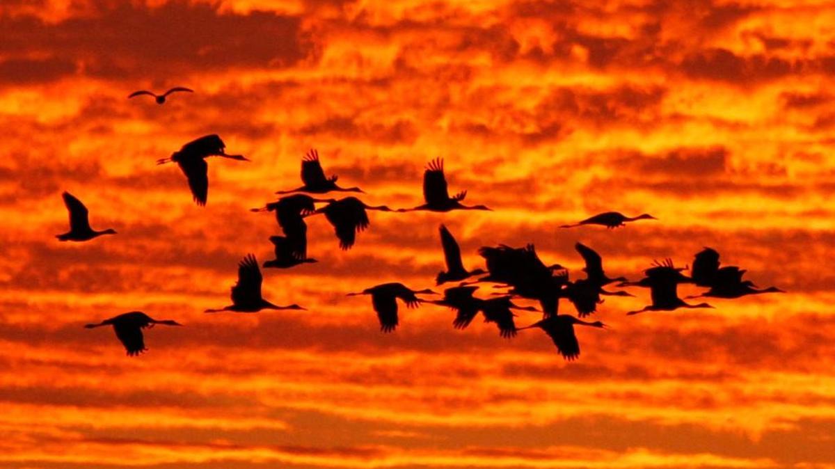 Biologists say goose migrations appear to be about two weeks behind schedle this year at the Quviria National Wildlife Refuge.