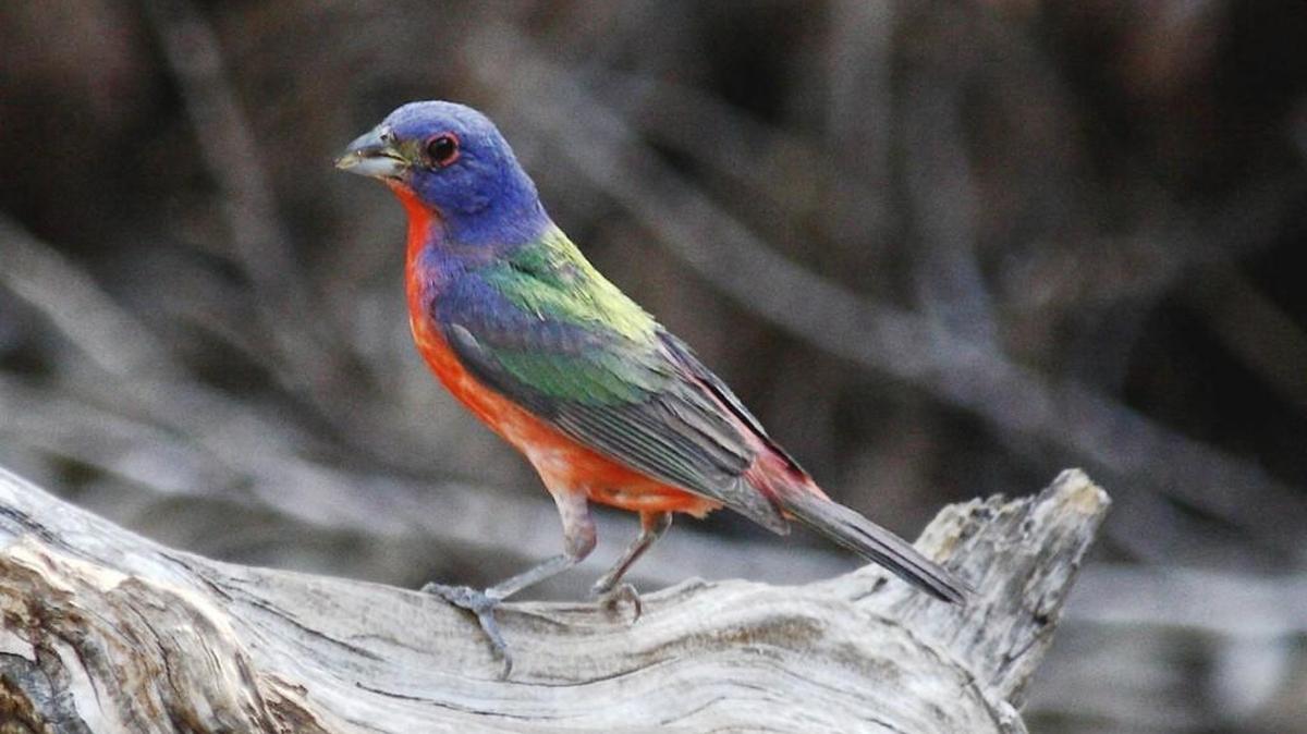 Painted bunting