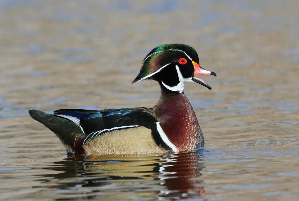 A drake wood duck carries a lot of color from its bright red eye to its tail, easily making it one of the most striking birds in Kansas.