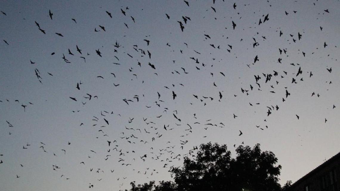 City to allow purple martins to roost in Old Town