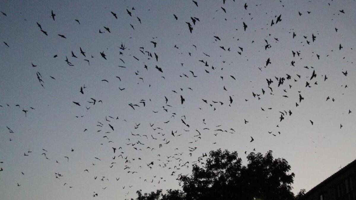 Purple martins swarm in the sky in Old Town last year.