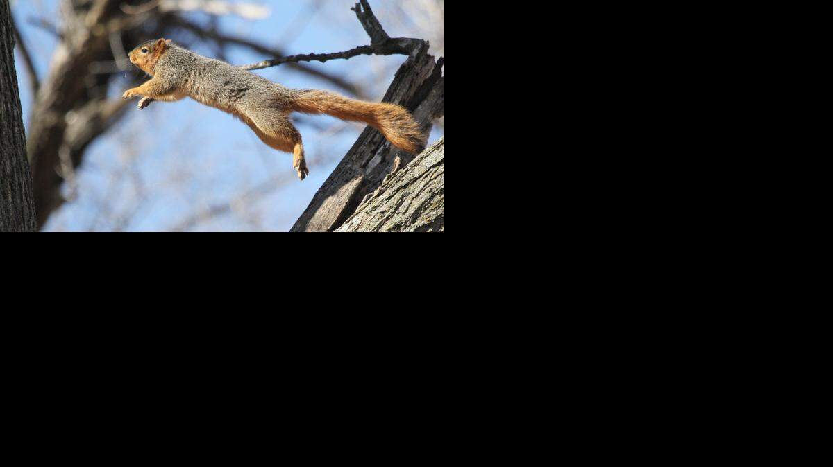 
A fox squirrel jumps from limb to limb Saturday afternoon near Tonganoxie.
