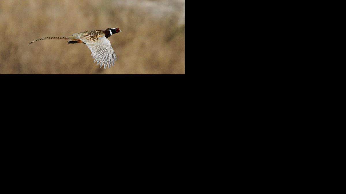 
Summer survey routes show the Kansas pheasant population increased 70 percent since last year, but remains low in most areas.
