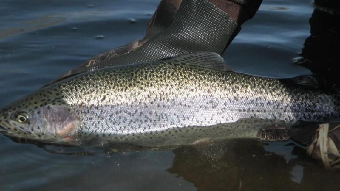 New fishing regulations in Kansas will let you catch more catfish for less money