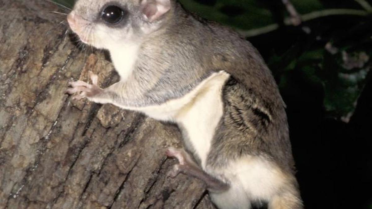 K-State researchers are trying to create a map of where flying squirrels reside in the state.