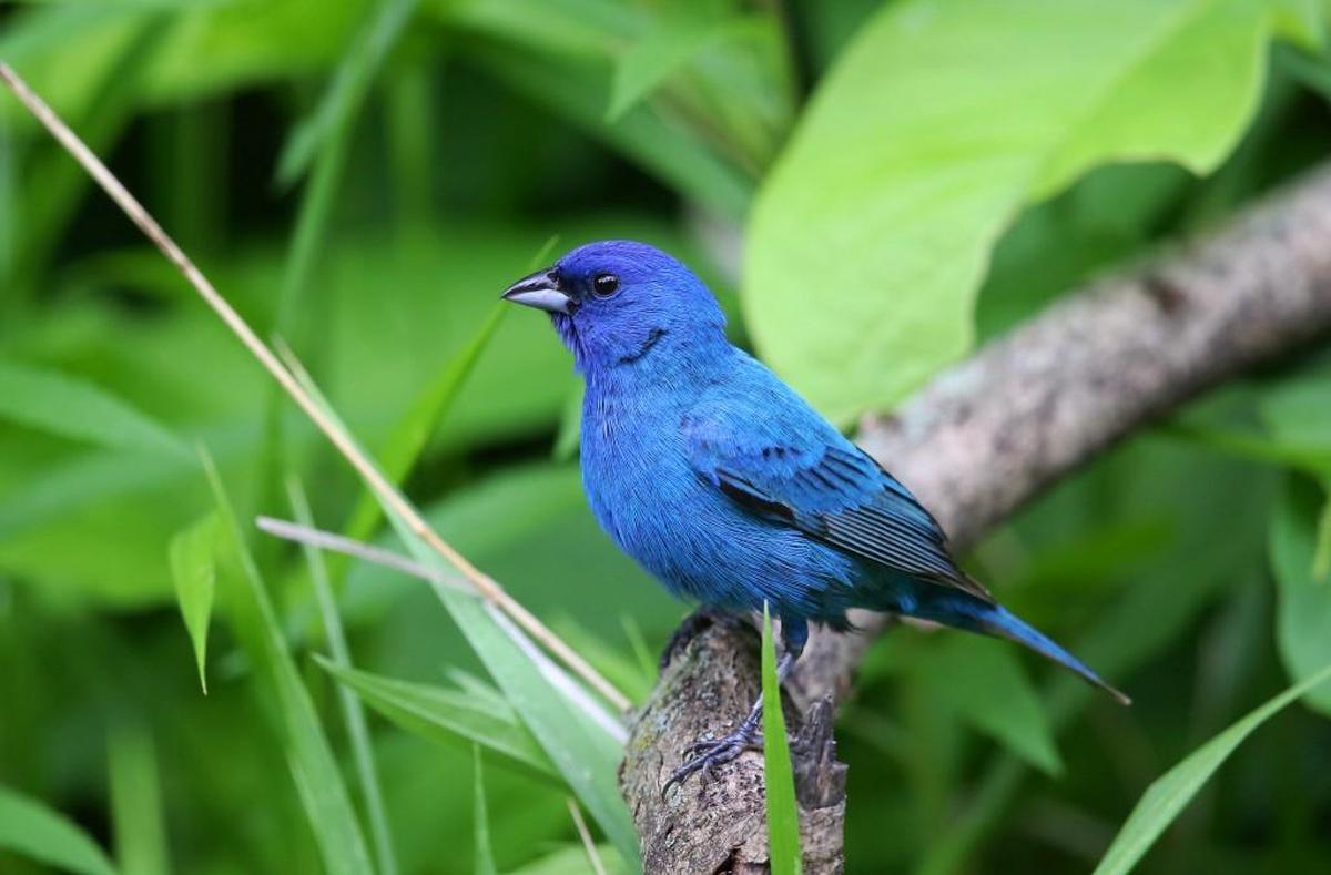 Indigo buntings seem proud of their looks, often calling from wide-open perches near creeks.
